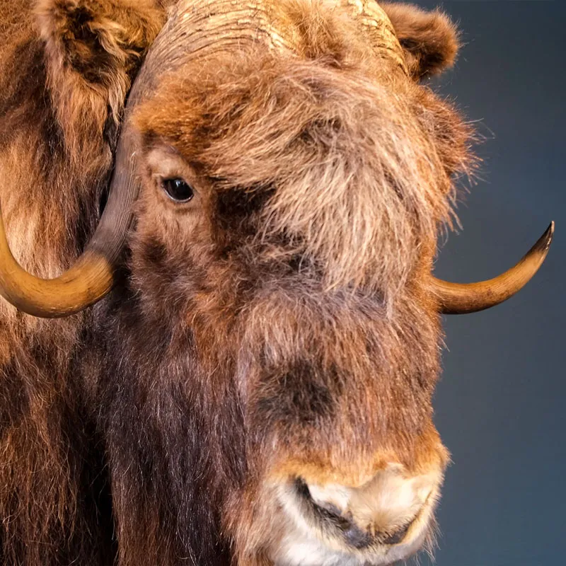 Udstoppet bisonokse