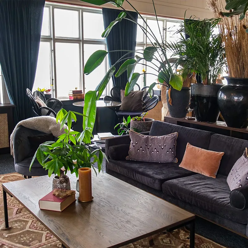 Lounge med bløde møbler og grønne planter på The Falcon Hotel