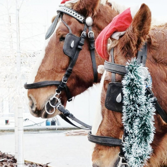 Heste på Bornholms Julemarked i Nexø